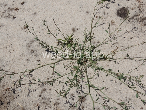 knotweed, prostrate